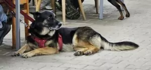 fhrenacker-24-36_54020590525_o