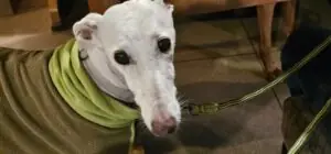 7173fc08-0344-439e-ae0e-a9a339c5b4de