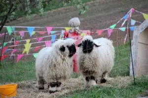 c3796ee5-f2cc-4911-b9e7-5ef672193646