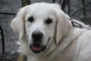 1a00185e-4e20-4539-8173-801046155250